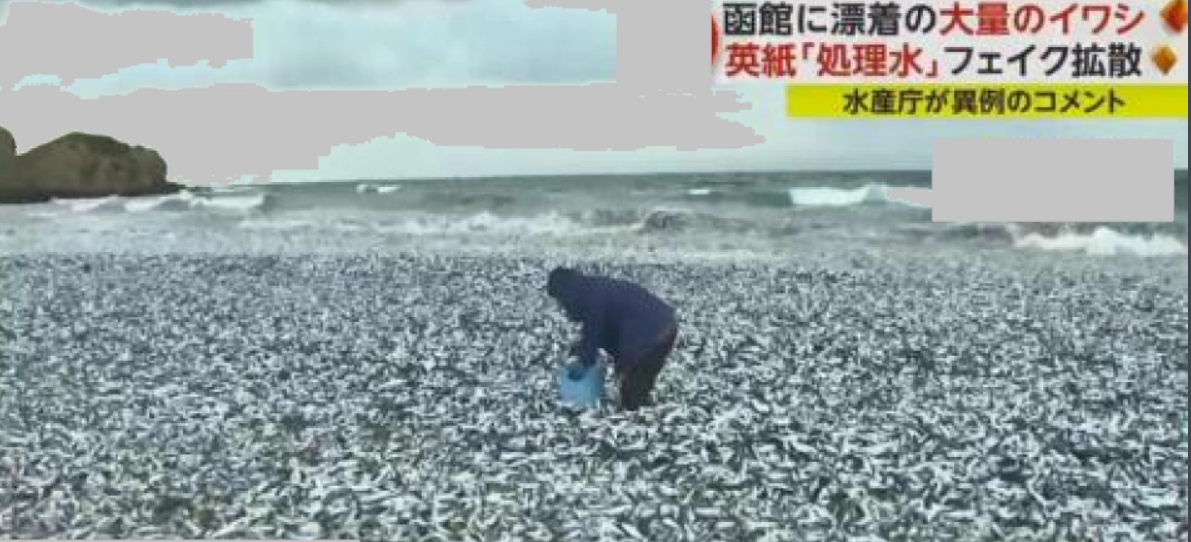 日本北海道一沙滩现大量死鱼